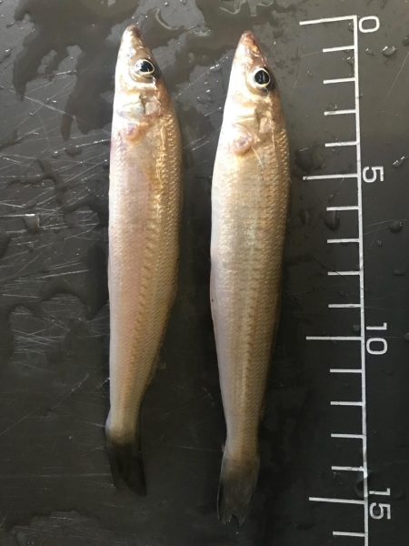 ふぐキスキスアジ