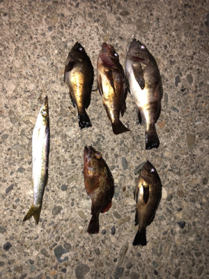 久々のメバリング