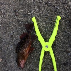 ボウズ逃れで・・・