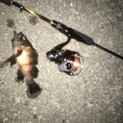 チビメバリング