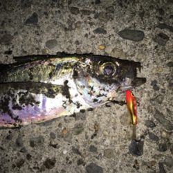 風裏とアジを求めてランガン