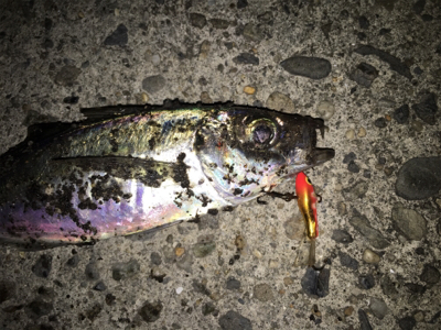 風裏とアジを求めてランガン