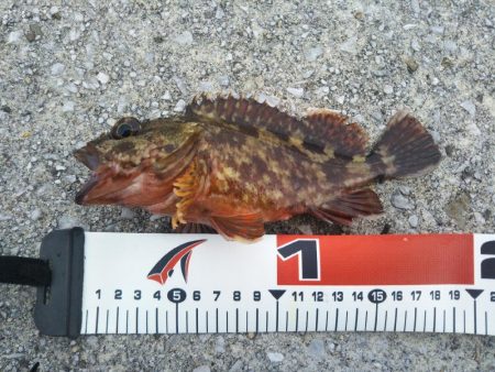 雨天シーバス釣行