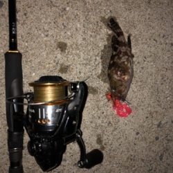 チヌ狙いのはずが‥