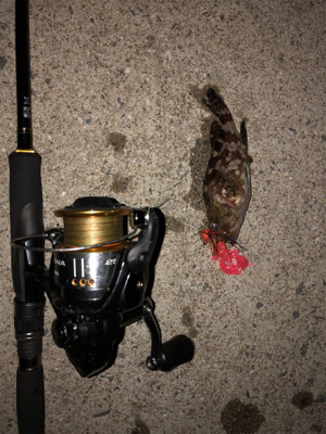 チヌ狙いのはずが‥