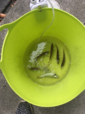 地合いは超短い