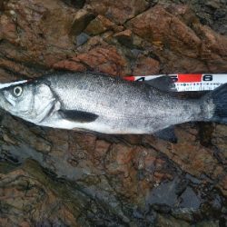 地磯でヒラスズキ