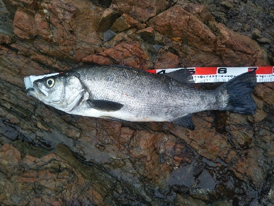 地磯でヒラスズキ