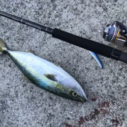 やぱ釣れてる。ヤズ