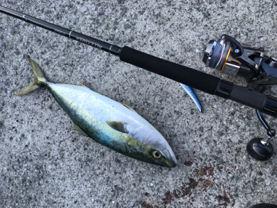 やぱ釣れてる。ヤズ