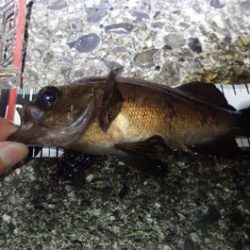 風は追い風 しかし釣果は…