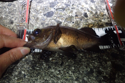 風は追い風 しかし釣果は…