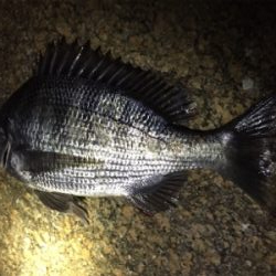 チニング&シーバス