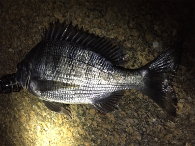 チニング&シーバス