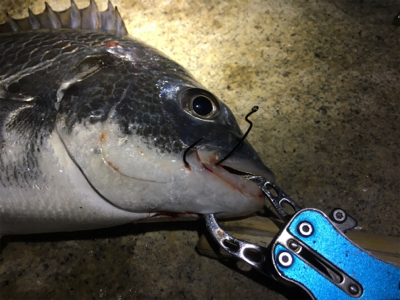 淀川ブリームゲーム 40cm up