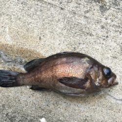 朝マズメ暗い内からガシリング釣行