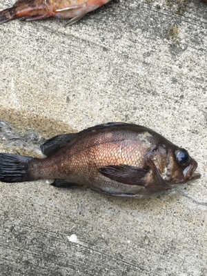 朝マズメ暗い内からガシリング釣行