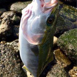 青物回遊スタート