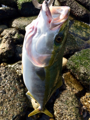 青物回遊スタート