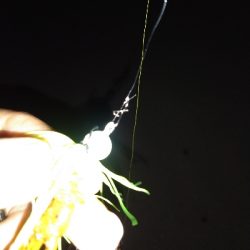 千守のチヌ狙いで夜釣りでガシラGET