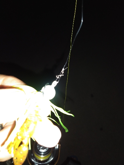 千守のチヌ狙いで夜釣りでガシラGET