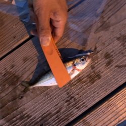 コウイカ惨敗も久々にメバル！