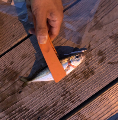 コウイカ惨敗も久々にメバル！