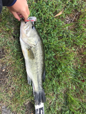 ボート釣行と陸っぱりにて！