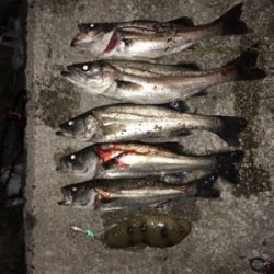 アタリは多いが(・・;)