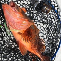 タイラバだけども(釣行 其の弐拾参)