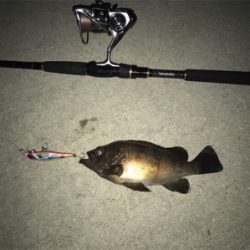 シーバス狙ってたんですが…