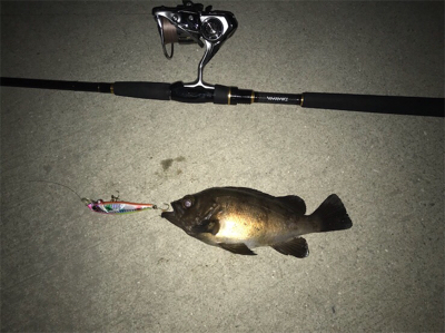 シーバス狙ってたんですが…