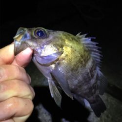 明石でメバリング