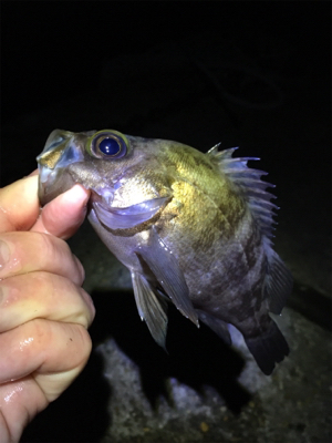 明石でメバリング