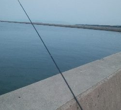 まだまだ少ないです(￣0￣)