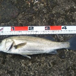 阿南市の辰巳でシーバス