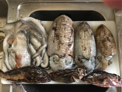 久々に和歌浦漁港へ