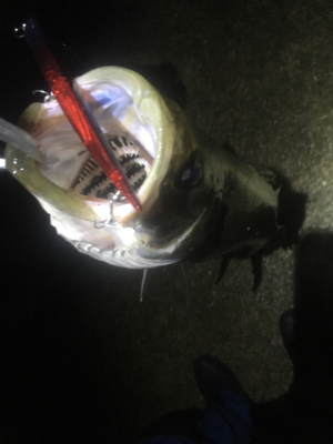 短時間バチ抜け