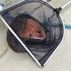 明石  鯛サビキ  大潮