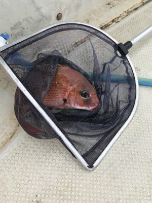 明石  鯛サビキ  大潮