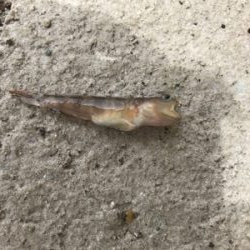 のんびりちょい投げ