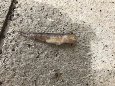 のんびりちょい投げ