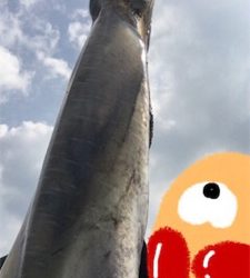 エエ引きでした！