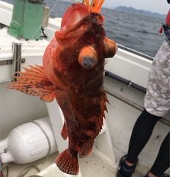 友人とジギング、タイラバ船釣行