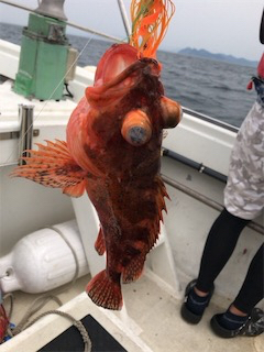 友人とジギング、タイラバ船釣行