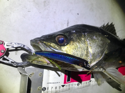 スズキサイズゲーーット！