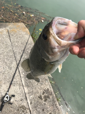 バブルネイル不発だけどドライブビーバー直リ…