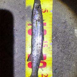 カマスばっかり