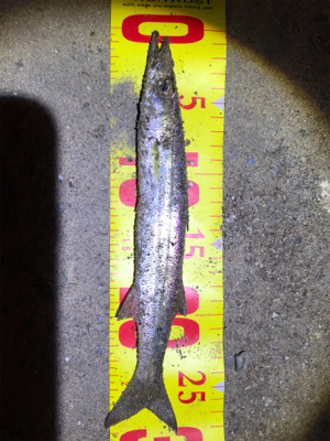 カマスばっかり