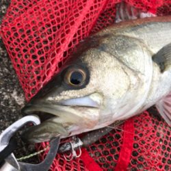 切られたー＿ﾉ乙(､ﾝ､)_